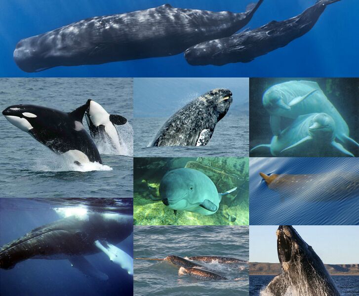 Файл:Whales.jpg